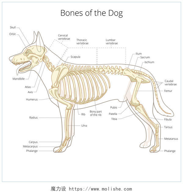 狗的骨架兽医矢量插图
